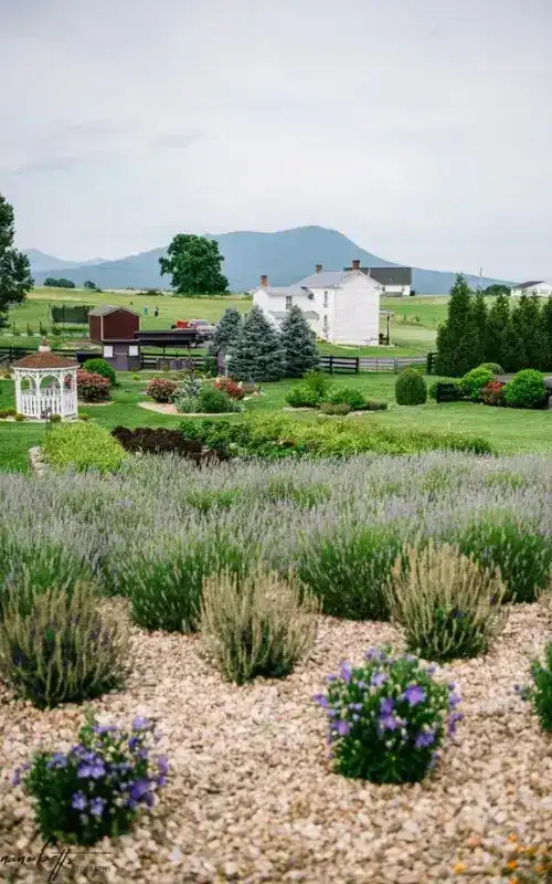 White Oak Lavender Farm and the Purple Wolf Winery Harrisonburg, VA | Dynamax Vehicle Vinyl Wraps